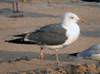 juvenile LBBG, ringed in the Netherlands.